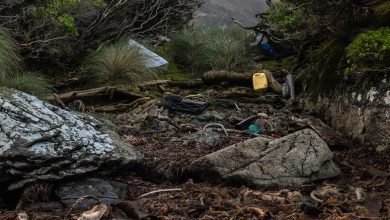 Photo of Denuncia ante la justicia:  Vertedero salmonero ilegal en la Patagonia Chilena