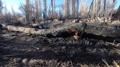 Photo of HUERTOS FRUTALES DE TOCONAO DESTRUIDOS EN INCENDIO