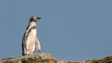 Photo of Celebran aprobación unánime del área marina protegida Archipiélago de Humboldt