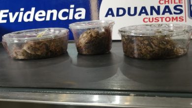 Photo of Aduanas encuentra serpientes y tortugas vivas ingresando en cajas de encomiendas