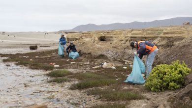 Photo of Más de una tonelada de basura recogieron voluntarios en operativo de limpieza en humedal de Chañaral