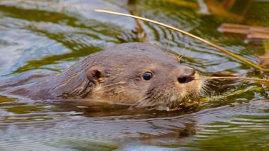Photo of Invitan a participar de monitoreo ciudadano para proteger y conservar al huillín en el Río Cruces