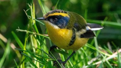 Photo of Humedales amenazados: El hábitat de “Fiu” está en peligro