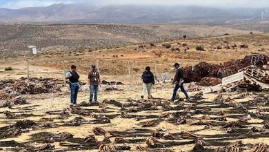 Photo of Sernapesca junto a Carabineros detectaron planta ilegal de transformación de algas pardas en Ovalle