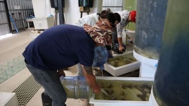 Photo of Futuros técnicos en acuicultura se capacitan en el manejo reproductivo de Ostión del Norte