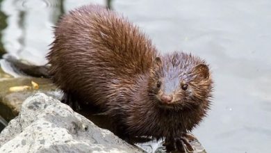 Photo of Científicos investigan el impacto del visón americano en la transmisión de enfermedades a la fauna silvestre