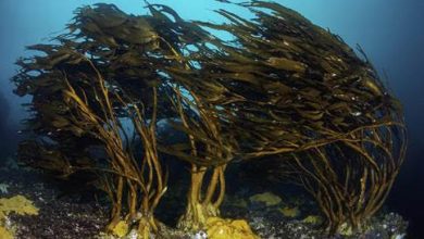 Photo of Aprueban normativa que mejora regulación para la extracción de algas y avanza en protección de los bosques submarinos