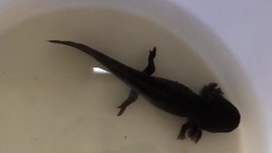 Photo of En mascoteca de Antofagasta vendían un raro anfibio protegido por la ley: PDI detuvo al locatario