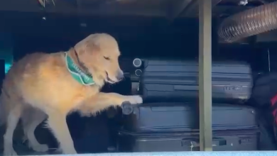 Photo of OS7 Carabineros ñogra desbaratar tráfico de droga en La Negra