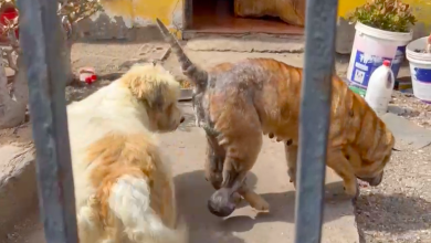 Photo of Fiscalía abre investigación  de oficio por delito de maltrato animal