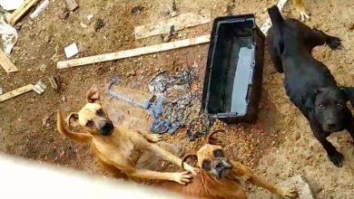 Photo of PDI rescata perros en estado de abandono en Antofagasta