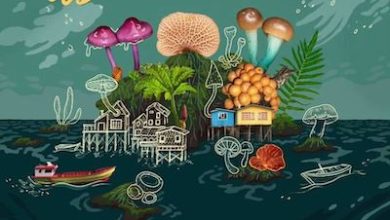 Photo of Chiloé: Se viene el Primer Festival Isla de Hongos