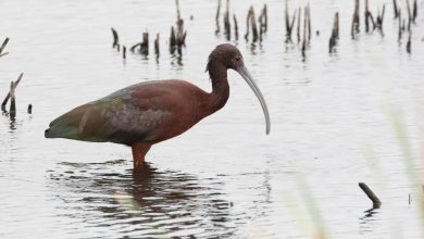Photo of El regreso de más del 60%  de las aves a la laguna Aculeo