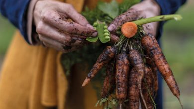 Photo of Huerta biointensiva en Torres del Paine amplía variedad de bio-preparados para desarrollar cultivos en condiciones extremas