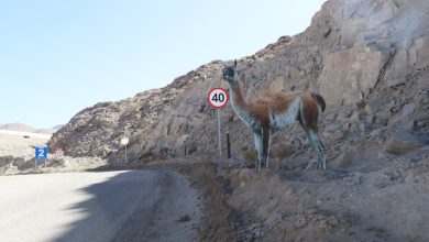 Photo of Minera El Abra implementa señalética en caminos de la faena para proteger la fauna local