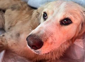 Photo of PDI detiene a conductor que habría atropellado a un perrito en el sector Caleta Boy de Tocopilla
