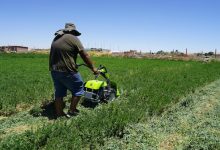 Photo of ector agrícola destaca entre los proyectos apoyados por Corfo para impulsar la absorción tecnológica e innovación en Pymes