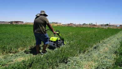 Photo of ector agrícola destaca entre los proyectos apoyados por Corfo para impulsar la absorción tecnológica e innovación en Pymes