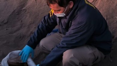 Photo of Hallan osamentas humanas en avenida Pérez Zujovic: Bidema investiga su origen