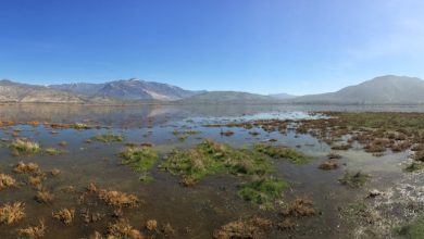 Photo of Chile actualiza la Estrategia Nacional de Biodiversidad para detener la pérdida sostenida de sus ecosistemas