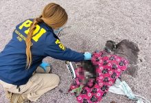 Photo of Constitución despachó proyecto que crea registro de condenados por maltrato animal