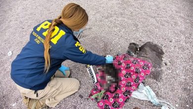Photo of PDI-BIDEMA investiga presunto caso de Maltrato Animal en el sector Llacolén de Antofagasta