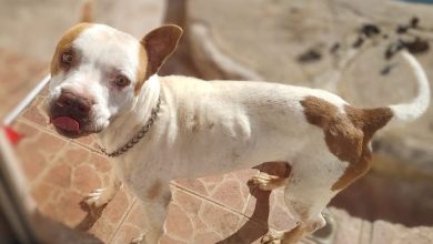Photo of Can abandonado: Bidema investiga nuevo caso de maltrato animal en Antofagasta