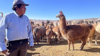 Photo of Informan sobre seguro camélido a ganaderos del Loa