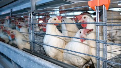 Photo of Advierten que urge poner freno a la ganadería industrial para detener gripe aviar