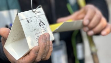 Photo of Informan del  avance de la campaña mosca de la fruta en la Región Metropolitana
