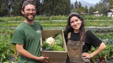 Photo of De Huerta a la Raíz: Se conocieron en Australia y volvieron juntos a Chile para producir hortalizas agroecológicas