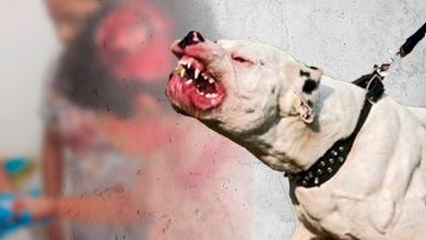 Photo of Niña menor muere por ataque de perro Pitbull