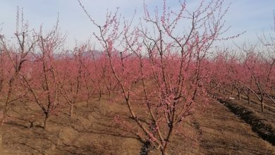 Photo of Ciren y Odepa lanzan Catastros Frutícolas en las regiones de Coquimbo, Atacama y O´Higgins