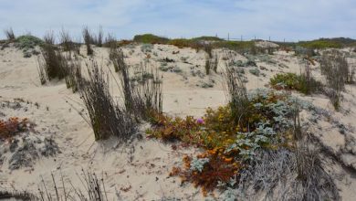 Photo of Segundo Tribunal Ambiental confirmó creación del Santuario de la Naturaleza Gota de Leche en la comuna de El Tabo