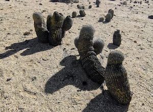 Photo of BIDEMA y Conaf refuerzan la protección de especies endémicas en la Región de Antofagasta