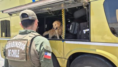 Photo of En una semana Carabineros del OS7 interceptó 174 mil dosis de droga en La Negra