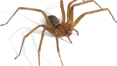 Photo of Salud llama a extremar precauciones para evitar mordedura de araña de rincón