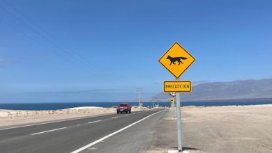 Photo of Lanzan campaña para prevenir siniestros viales y muerte de fauna nativa en rutas de la Región de Antofagasta