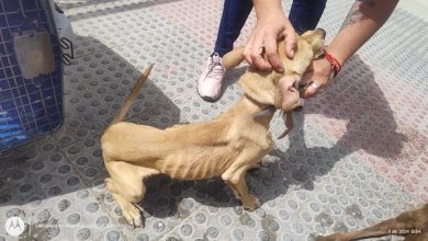 Photo of BIDEMA PDI rescata a dos cachorros en mal estado de salud