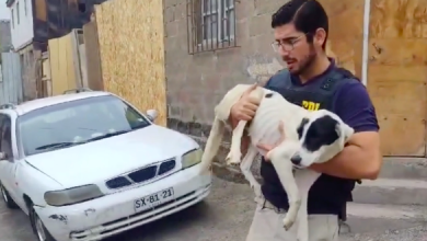 Photo of PDI rescata a 13 perros que se encontraban en condiciones deplorables de su estado de salud