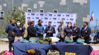 Photo of Lanzan Plan Cannabis 2025 en la comuna de Los Vilos