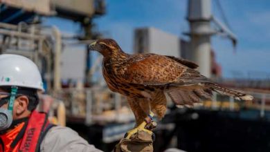 Photo of Conoce a Ágata, el ave rapaz encargada de cuidar la infraestructura de Muelle