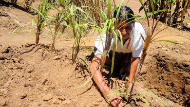 Photo of 74% de los países de América Latina y el Caribe tienen alta exposición a eventos climáticos extremos, afectando la seguridad alimentaria  