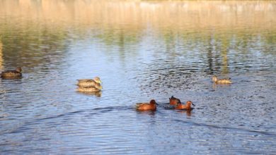 Photo of Con interesantes charlas y talleres Calama celebrará el Día de la Educación Ambiental