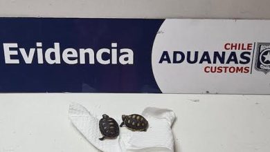 Photo of Aduanas rescata dos tortugas terrestres bebés en Colchane