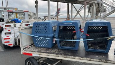 Photo of Trasladan pingüinos magallánicos entre Antofagasta y Santiago para continuar con su rehabilitación