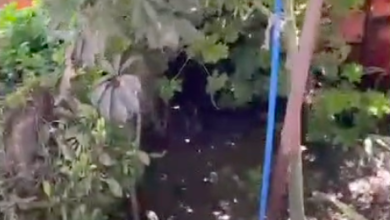 Photo of Extranjero mantenía plantación de marihuana en campamento