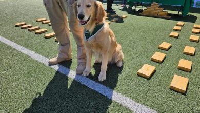 Photo of Golpe al narcotráfico: Mil millones en droga incautó carabineros