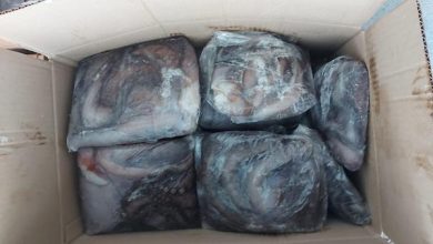 Photo of Incautan más de 4 toneladas de pulpo del norte sin acreditar origen legal en Antofagasta