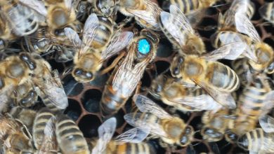 Photo of Chile realizó el primer envío de abejas reinas a Centroamérica